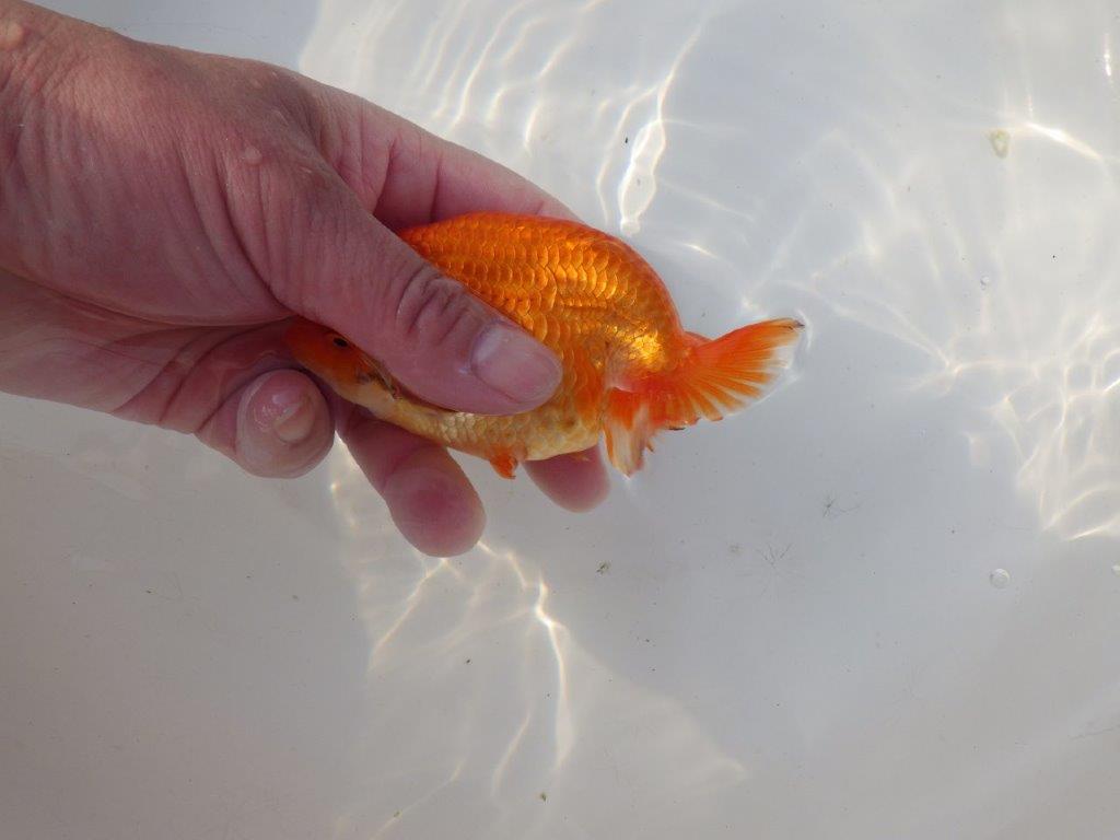 【全国トップブリーダー山田芳人氏】ご鑑賞お勧め明け二歳らんちゅう 約12㎝