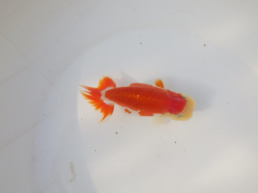 【全国トップブリーダー山田芳人氏】インパクトのある綺麗な更紗明け二歳らんちゅう 約12㎝ オス？