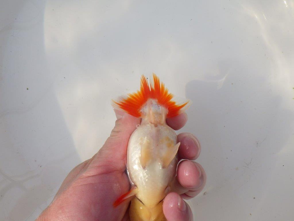 【全国トップブリーダー山田芳人氏】インパクトのある綺麗な更紗明け二歳らんちゅう 約12㎝ オス？