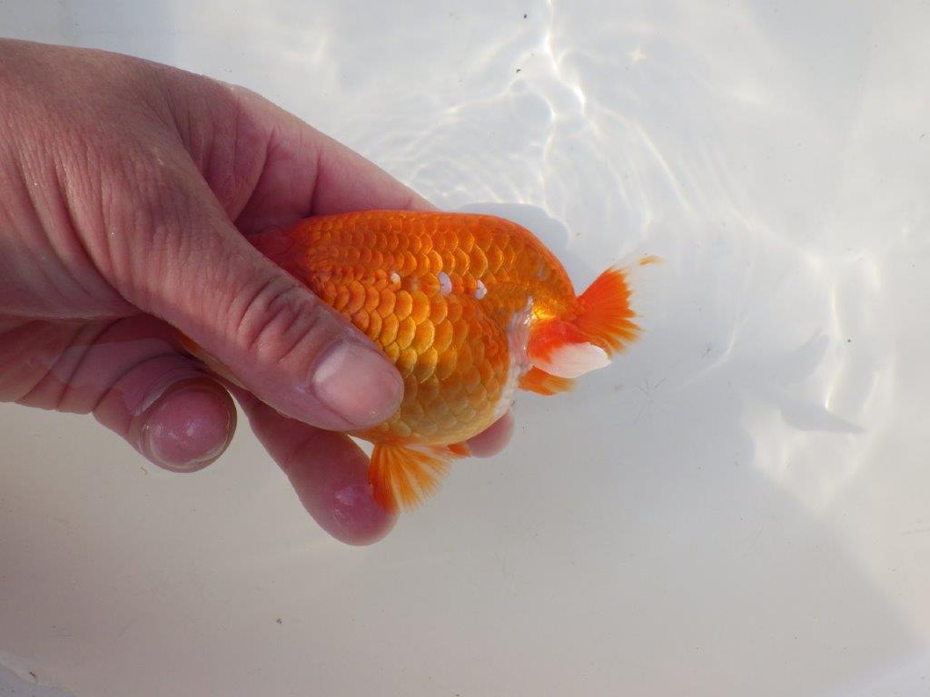 【全国トップブリーダー山田芳人氏】山田氏の特徴的な明け二歳らんちゅう 約12,5㎝ オス？