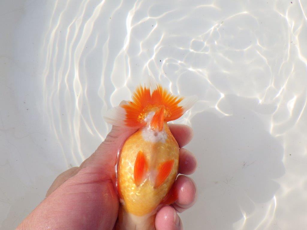 【全国トップブリーダー山田芳人氏】山田氏の特徴的な明け二歳らんちゅう 約12,5㎝ オス？