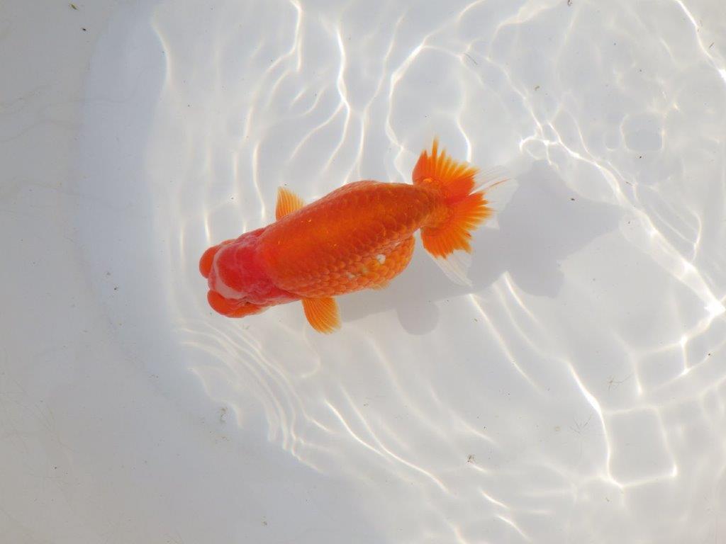 【全国トップブリーダー山田芳人氏】山田氏の特徴的な明け二歳らんちゅう 約12,5㎝ オス？