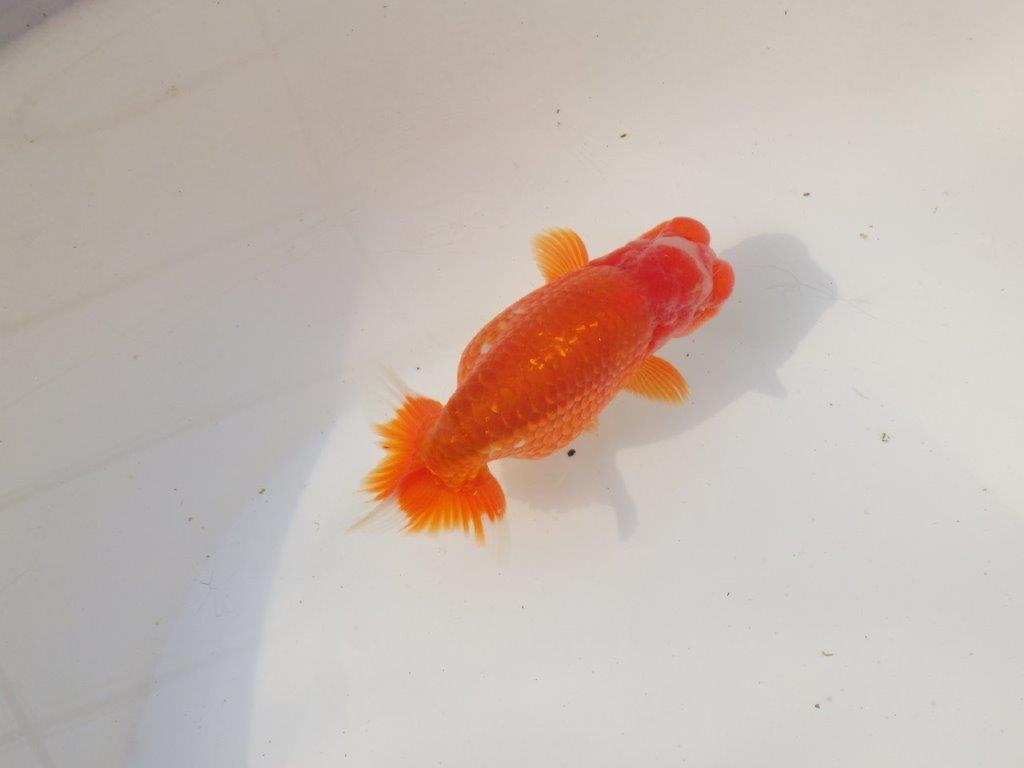 【全国トップブリーダー山田芳人氏】山田氏の特徴的な明け二歳らんちゅう 約12,5㎝ オス？