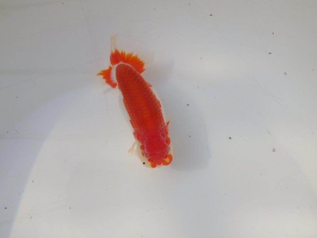 【全国トップブリーダー山田芳人氏】背も綺麗な映える明け二歳らんちゅう 約11,5㎝ オス？