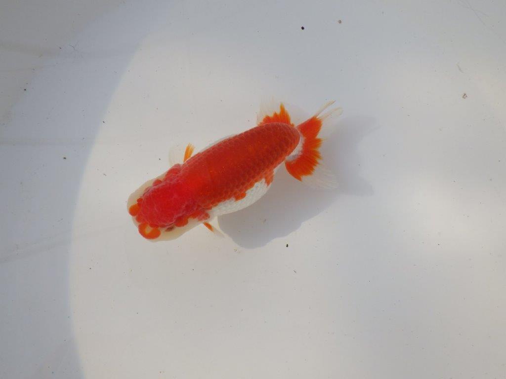 【全国トップブリーダー山田芳人氏】背も綺麗な映える明け二歳らんちゅう 約11,5㎝ オス？