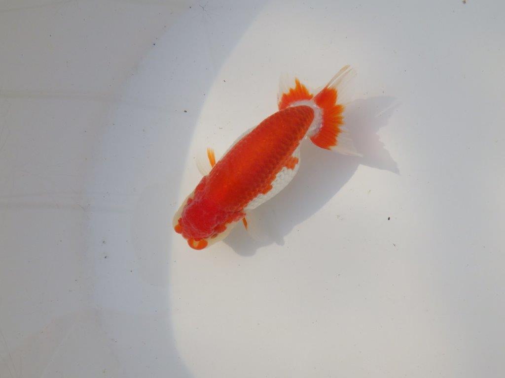 【全国トップブリーダー山田芳人氏】背も綺麗な映える明け二歳らんちゅう 約11,5㎝ オス？