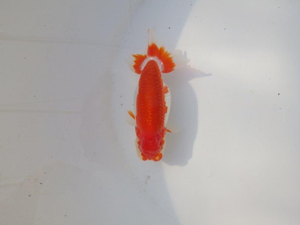 【全国トップブリーダー山田芳人氏】背も綺麗な映える明け二歳らんちゅう 約11,5㎝ オス？