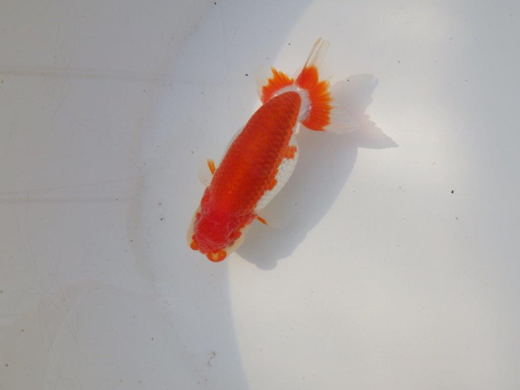 【全国トップブリーダー山田芳人氏】背も綺麗な映える明け二歳らんちゅう 約11,5㎝ オス？の上身