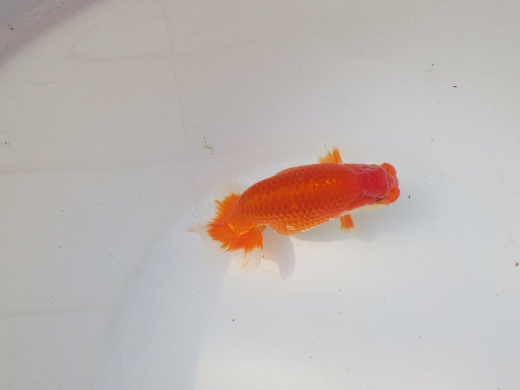 【全国トップブリーダー山田芳人氏】今後が楽しみな明け二歳らんちゅう 約13㎝ オス？