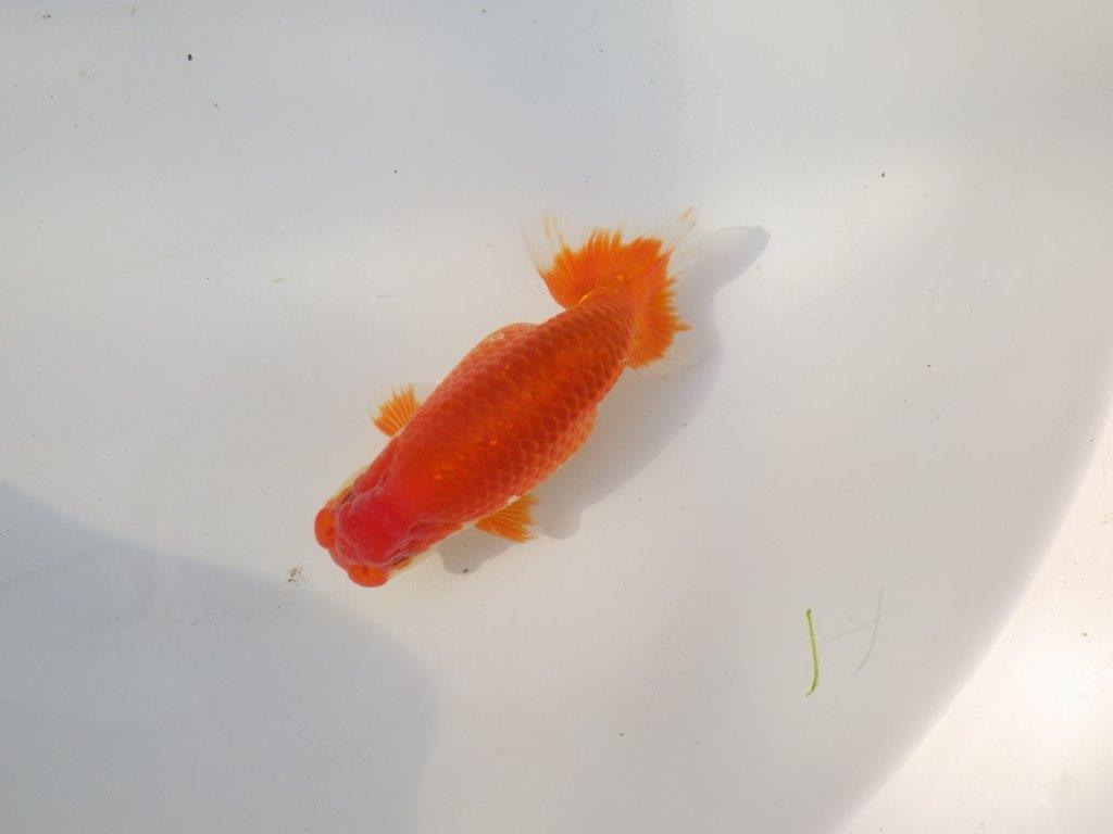 【全国トップブリーダー山田芳人氏】今後が楽しみな明け二歳らんちゅう 約13㎝ オス？