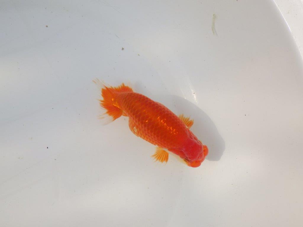 【全国トップブリーダー山田芳人氏】今後が楽しみな明け二歳らんちゅう 約13㎝ オス？