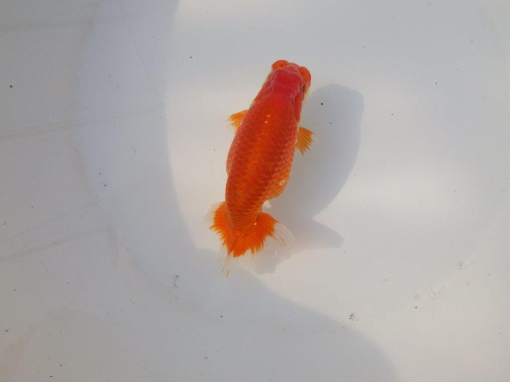 【全国トップブリーダー山田芳人氏】今後が楽しみな明け二歳らんちゅう 約13㎝ オス？の上身