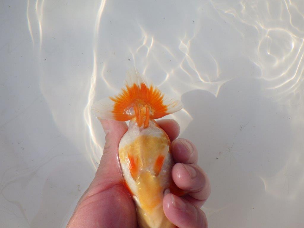 【全国トップブリーダー山田芳人氏】今後が楽しみな明け二歳らんちゅう 約13㎝ オス？