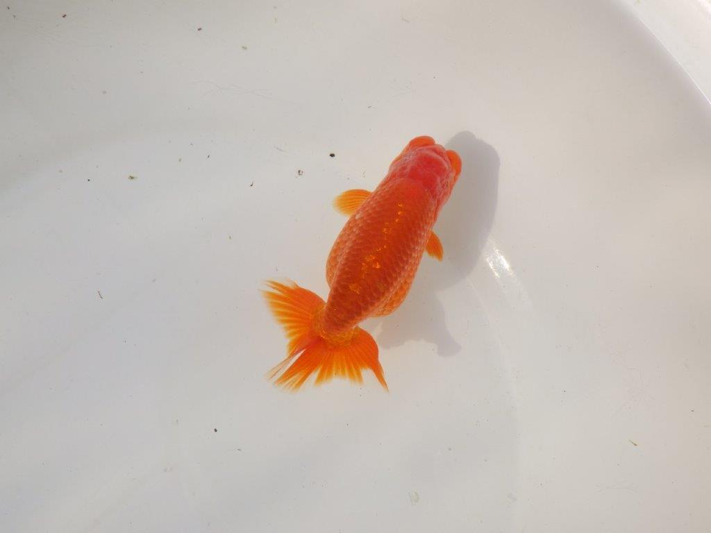 【全国トップブリーダー山田芳人氏】飼い込みお勧め明け二歳らんちゅう 約12,5㎝ オス？