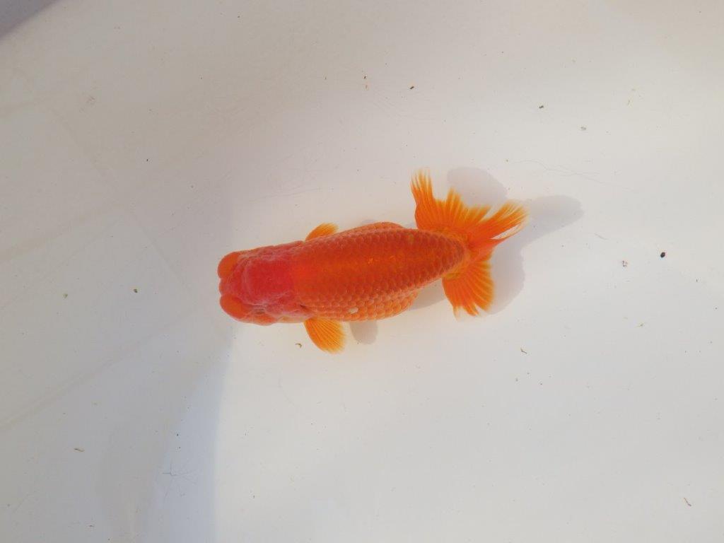 【全国トップブリーダー山田芳人氏】飼い込みお勧め明け二歳らんちゅう 約12,5㎝ オス？