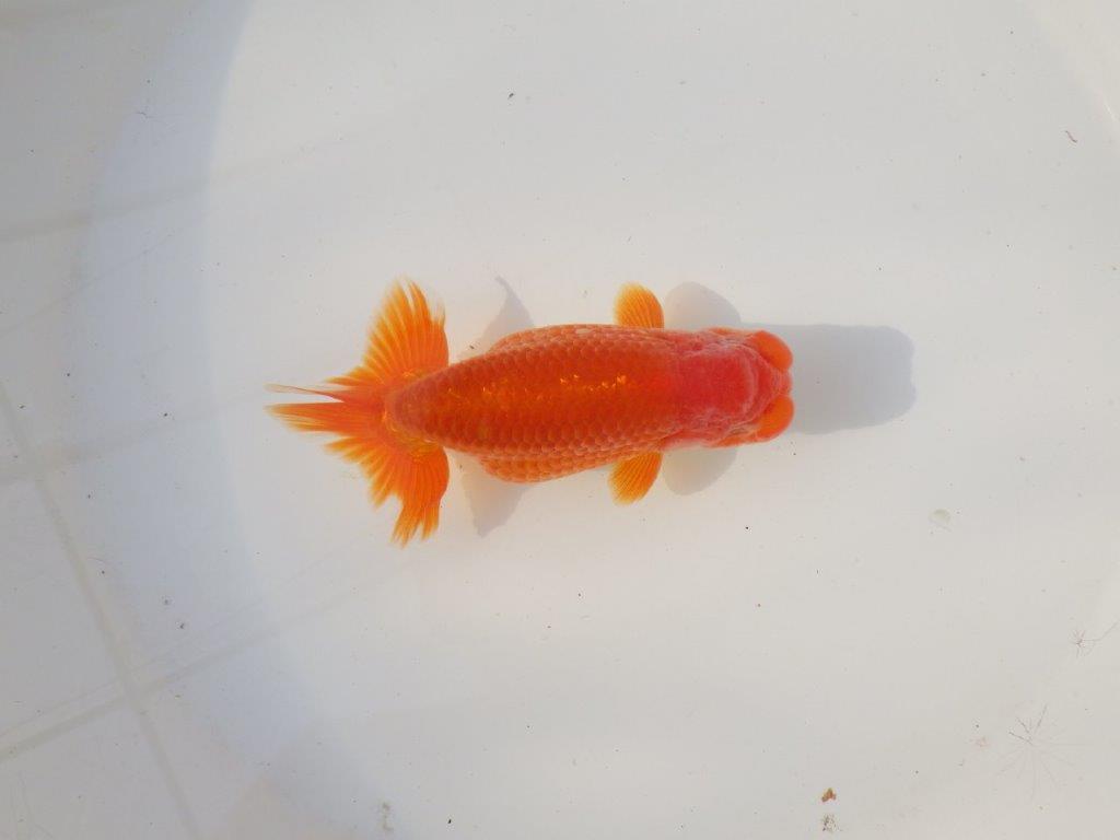 【全国トップブリーダー山田芳人氏】飼い込みお勧め明け二歳らんちゅう 約12,5㎝ オス？