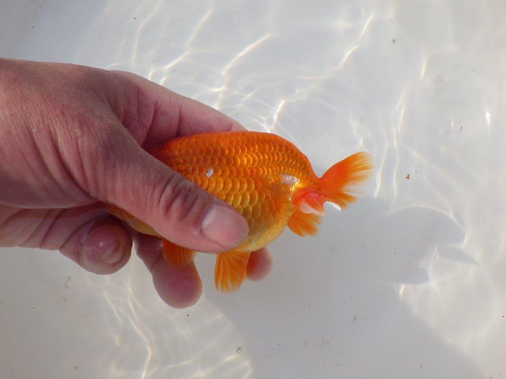 【全国トップブリーダー山田芳人氏】飼い込みお勧め明け二歳らんちゅう 約12,5㎝ オス？