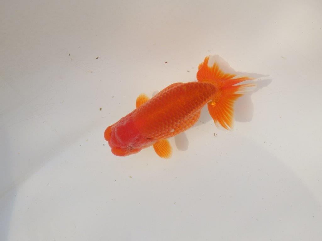 【全国トップブリーダー山田芳人氏】飼い込みお勧め明け二歳らんちゅう 約12,5㎝ オス？