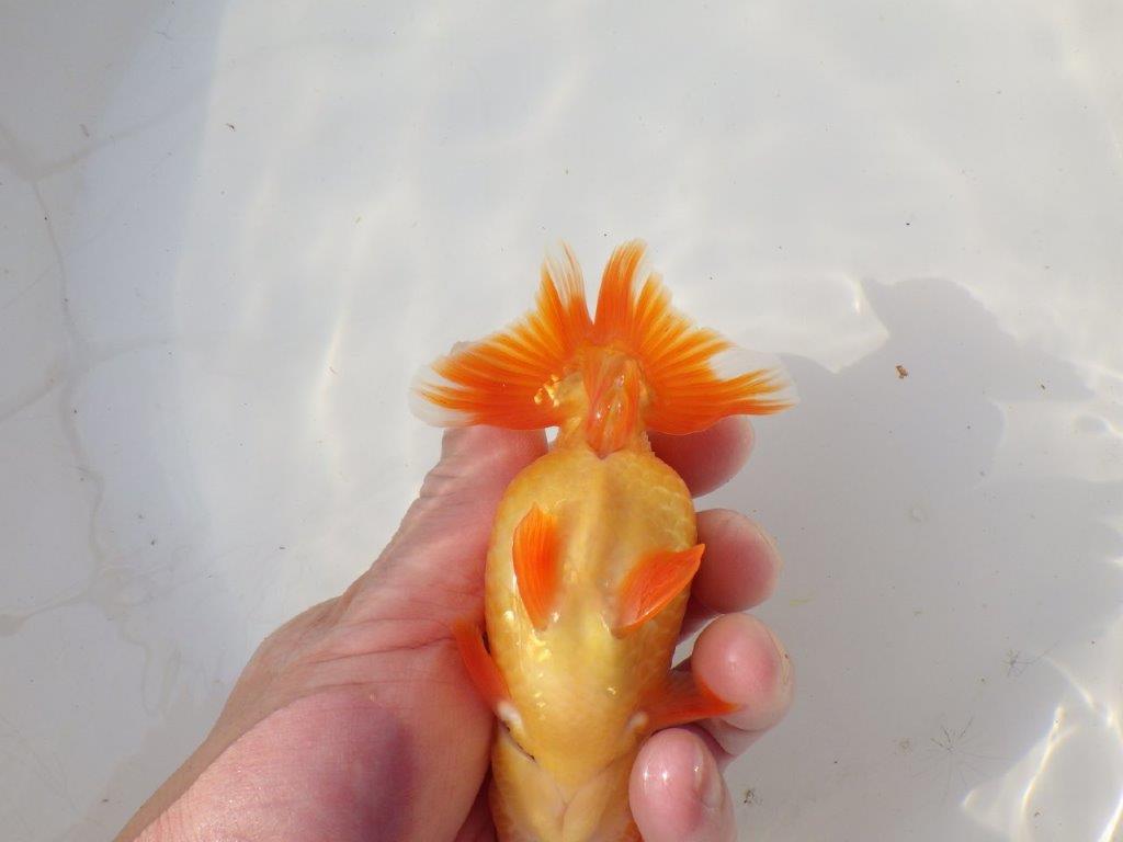 【全国トップブリーダー山田芳人氏】飼い込みお勧め明け二歳らんちゅう 約12,5㎝ オス？