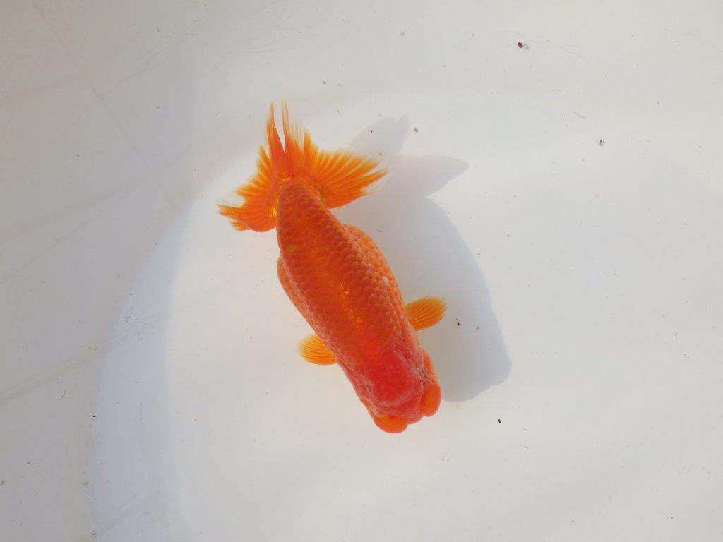 【全国トップブリーダー山田芳人氏】飼い込みお勧め明け二歳らんちゅう 約12,5㎝ オス？の上身