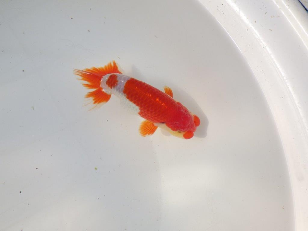 【全国トップブリーダー山田芳人氏】今後に期待の明け二歳らんちゅう 約13㎝ オス?