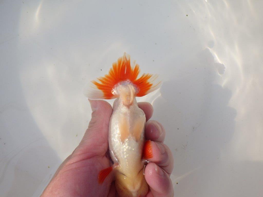 【全国トップブリーダー山田芳人氏】今後に期待の明け二歳らんちゅう 約13㎝ オス?