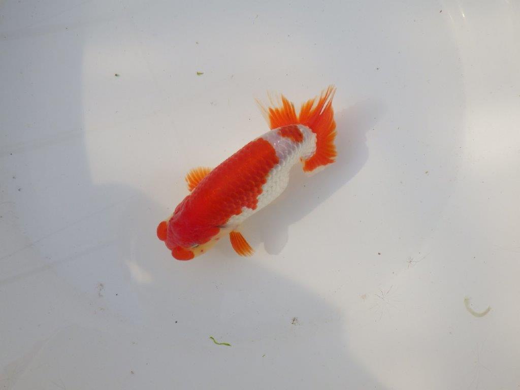 【全国トップブリーダー山田芳人氏】今後に期待の明け二歳らんちゅう 約13㎝ オス?