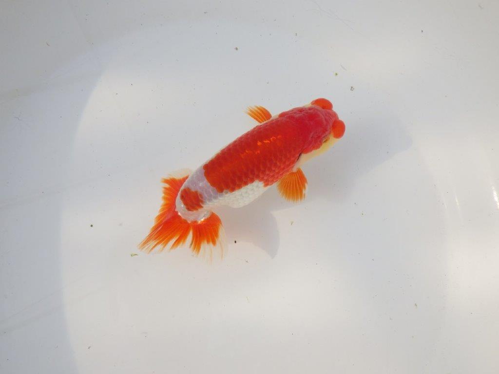 【全国トップブリーダー山田芳人氏】今後に期待の明け二歳らんちゅう 約13㎝ オス?