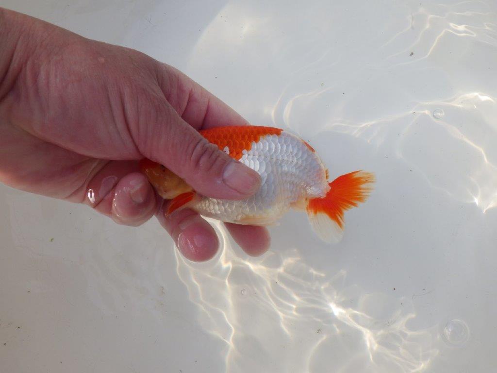 【全国トップブリーダー山田芳人氏】今後に期待の明け二歳らんちゅう 約13㎝ オス?