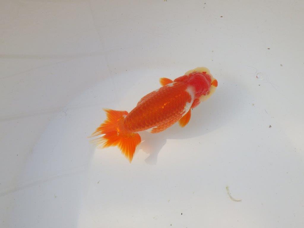 【全国トップブリーダー山田芳人氏】珍しい柄の明け二歳らんちゅう 約12,5㎝ オス？