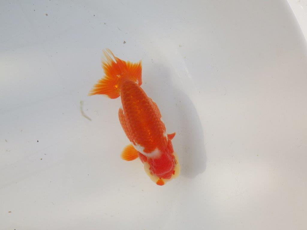 【全国トップブリーダー山田芳人氏】珍しい柄の明け二歳らんちゅう 約12,5㎝ オス？