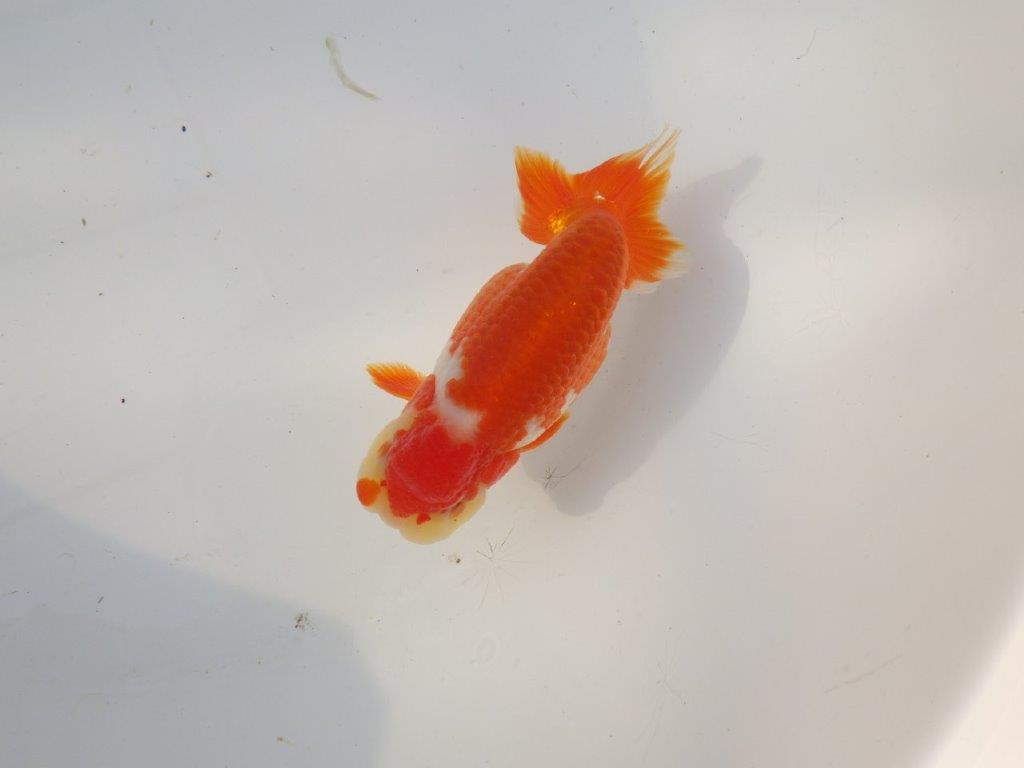 【全国トップブリーダー山田芳人氏】珍しい柄の明け二歳らんちゅう 約12,5㎝ オス？