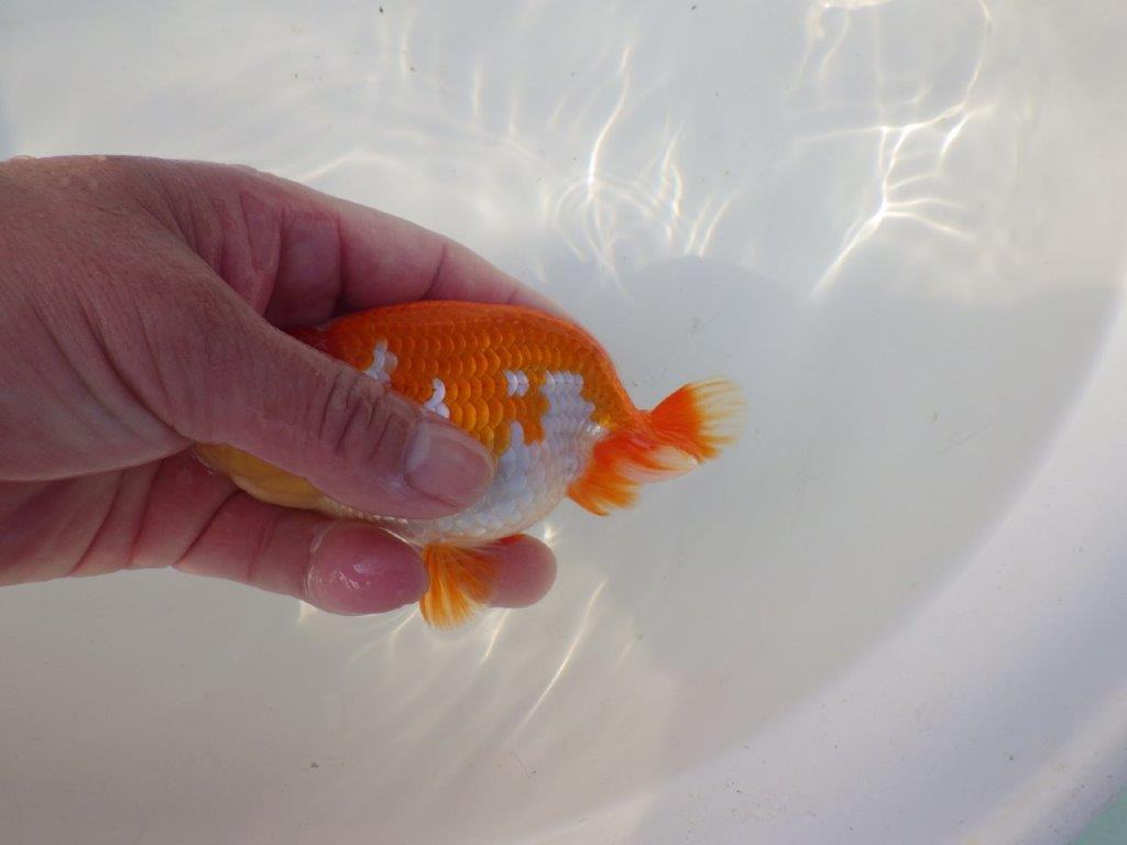 【全国トップブリーダー山田芳人氏】珍しい柄の明け二歳らんちゅう 約12,5㎝ オス？