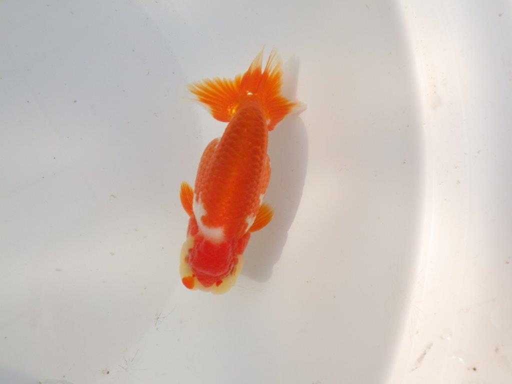 【全国トップブリーダー山田芳人氏】珍しい柄の明け二歳らんちゅう 約12,5㎝ オス？