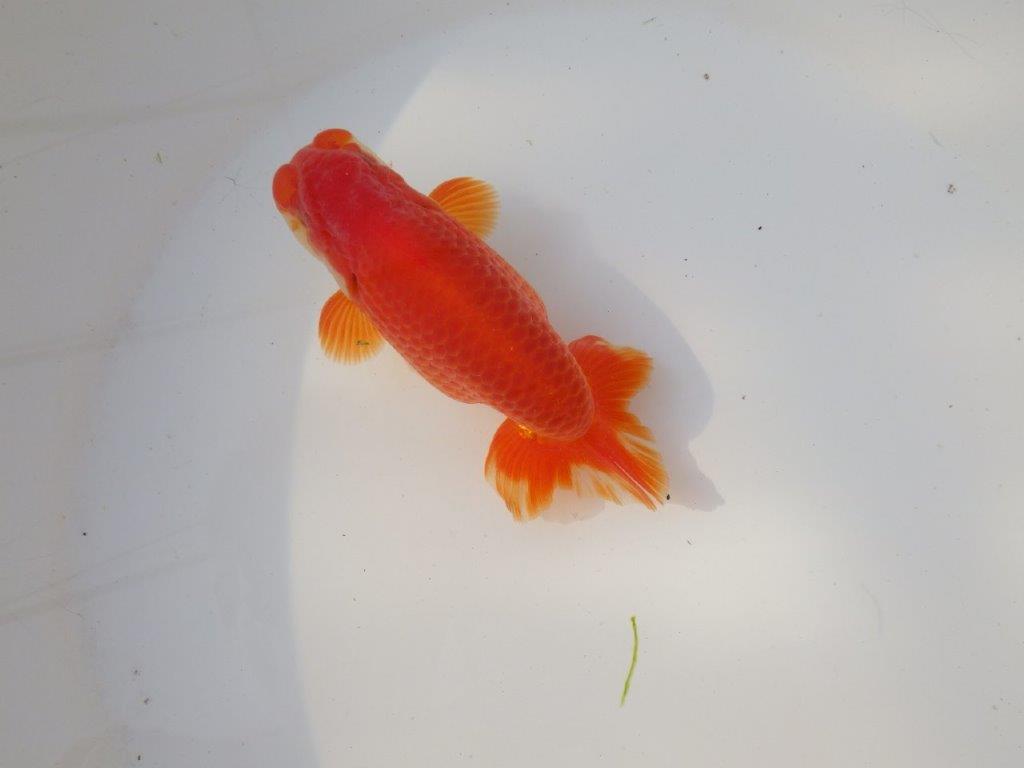 【全国トップブリーダー山田芳人氏】二歳会など！明け二歳らんちゅう 約12,5㎝ オス？の上身