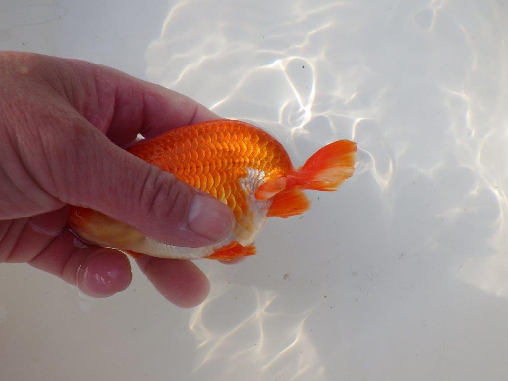 【全国トップブリーダー山田芳人氏】二歳会など！明け二歳らんちゅう 約12,5㎝ オス？