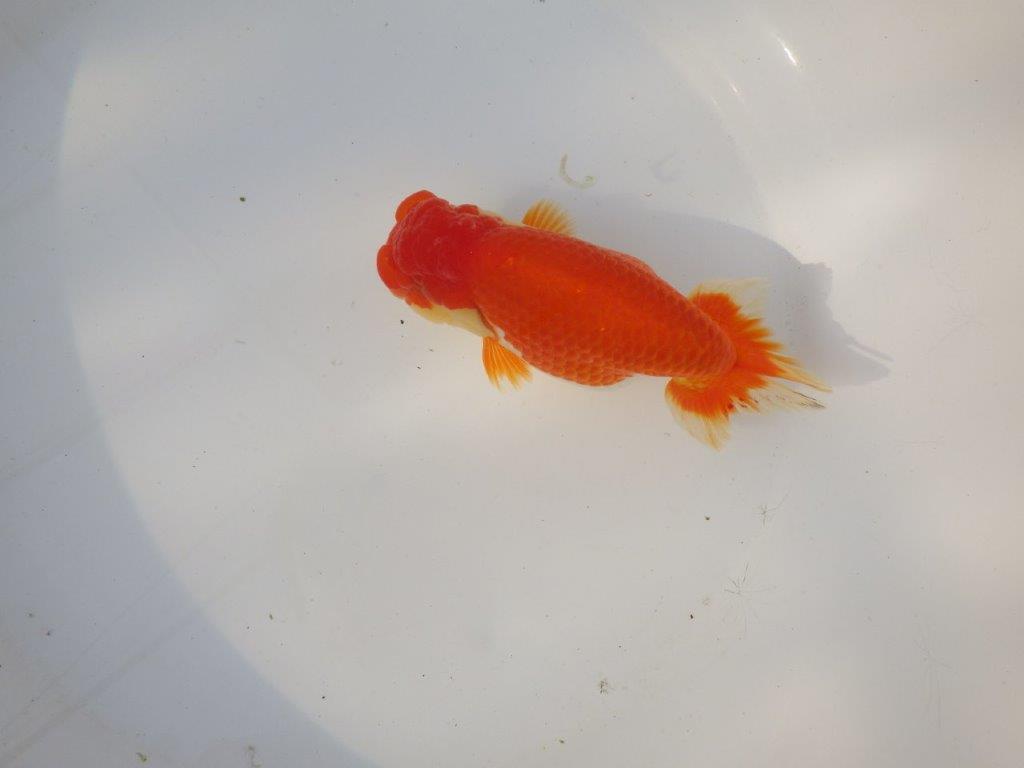 【全国トップブリーダー山田芳人氏】タネにお勧め!明け二歳らんちゅう 約14,5㎝ メス?