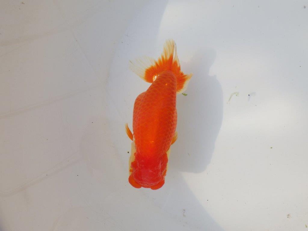 【全国トップブリーダー山田芳人氏】タネにお勧め!明け二歳らんちゅう 約14,5㎝ メス?