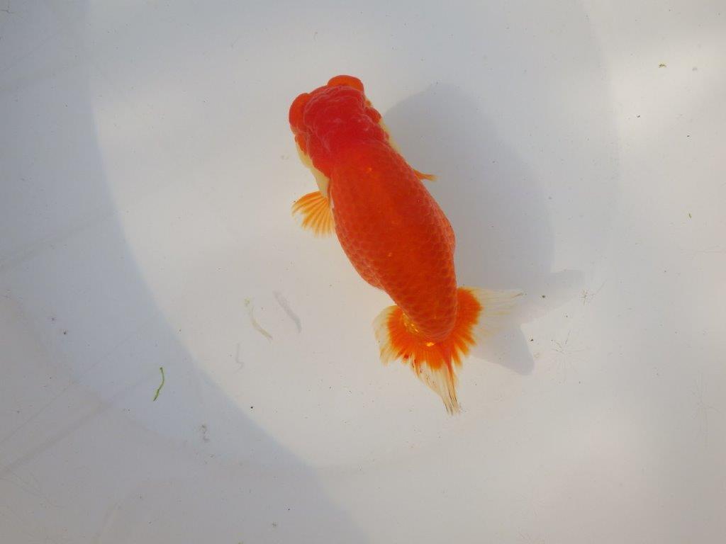 【全国トップブリーダー山田芳人氏】タネにお勧め!明け二歳らんちゅう 約14,5㎝ メス?