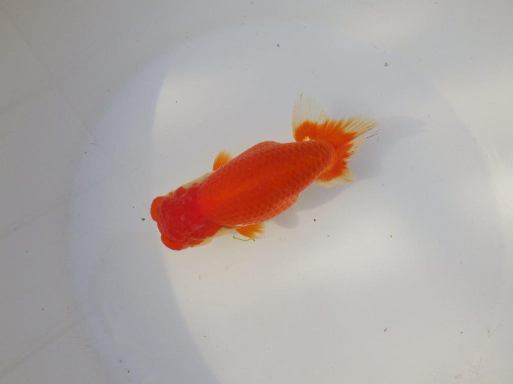 【全国トップブリーダー山田芳人氏】タネにお勧め!明け二歳らんちゅう 約14,5㎝ メス?