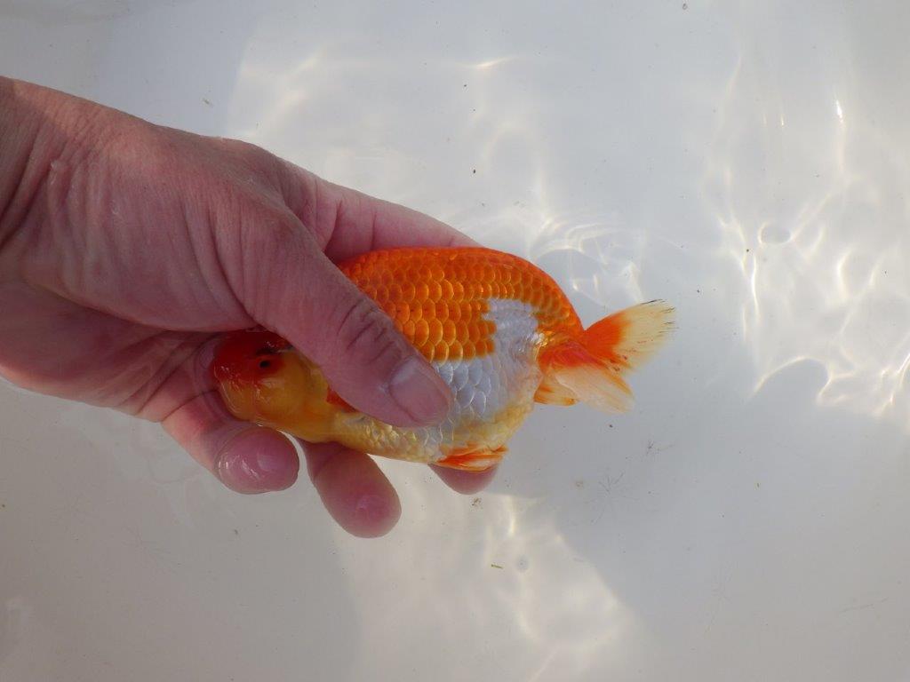 【全国トップブリーダー山田芳人氏】タネにお勧め!明け二歳らんちゅう 約14,5㎝ メス?