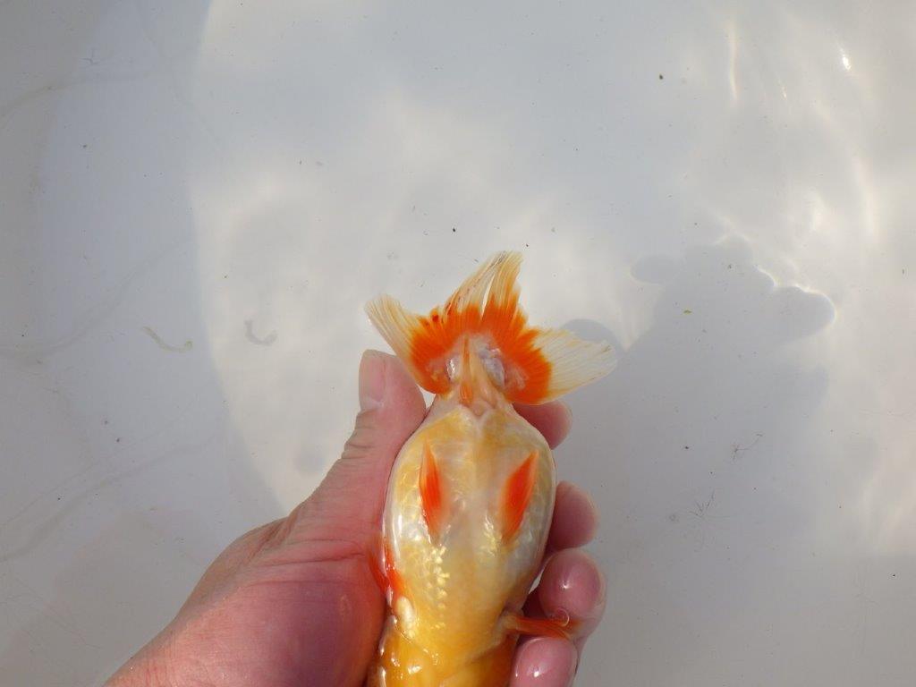 【全国トップブリーダー山田芳人氏】タネにお勧め!明け二歳らんちゅう 約14,5㎝ メス?