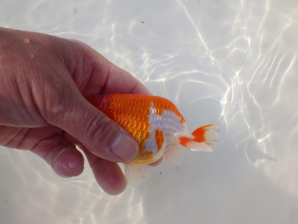 【全国トップブリーダー山田芳人氏】雰囲気が非常に良い!明け二歳らんちゅう 約12㎝ オス?