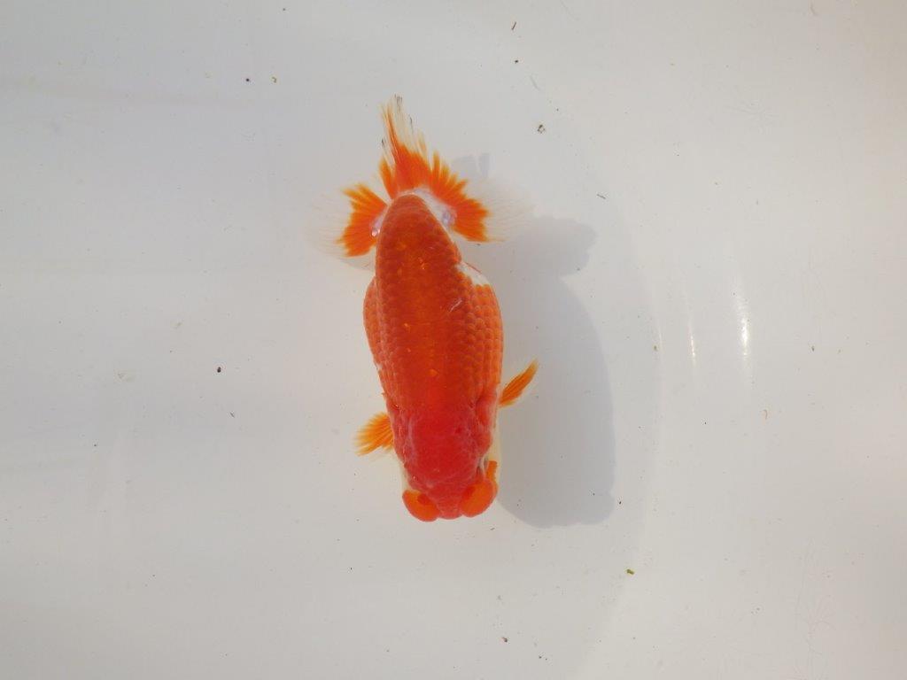 【全国トップブリーダー山田芳人氏】雰囲気が非常に良い!明け二歳らんちゅう 約12㎝ オス?