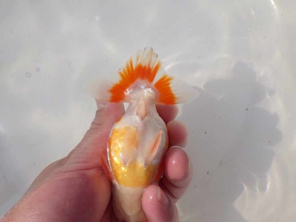 【全国トップブリーダー山田芳人氏】雰囲気が非常に良い!明け二歳らんちゅう 約12㎝ オス?