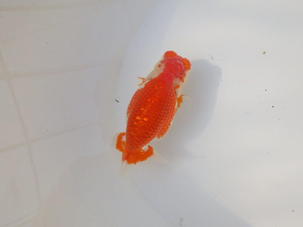 【全国トップブリーダー山田芳人氏】ご鑑賞お勧め!!明け二歳らんちゅう 約12㎝