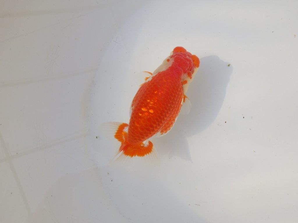 【全国トップブリーダー山田芳人氏】ご鑑賞お勧め!!明け二歳らんちゅう 約12㎝