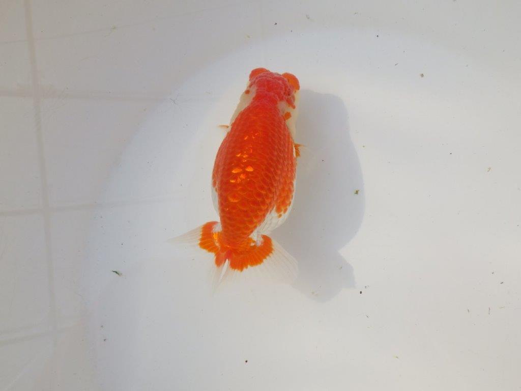 【全国トップブリーダー山田芳人氏】ご鑑賞お勧め!!明け二歳らんちゅう 約12㎝