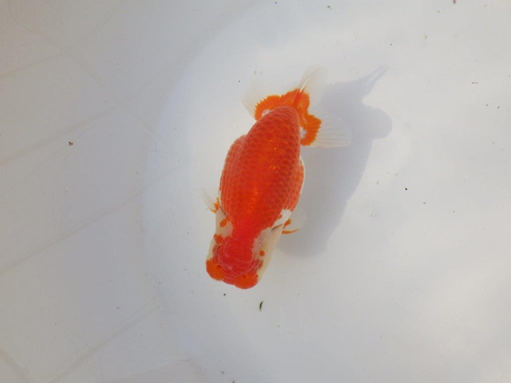 【全国トップブリーダー山田芳人氏】ご鑑賞お勧め!!明け二歳らんちゅう 約12㎝