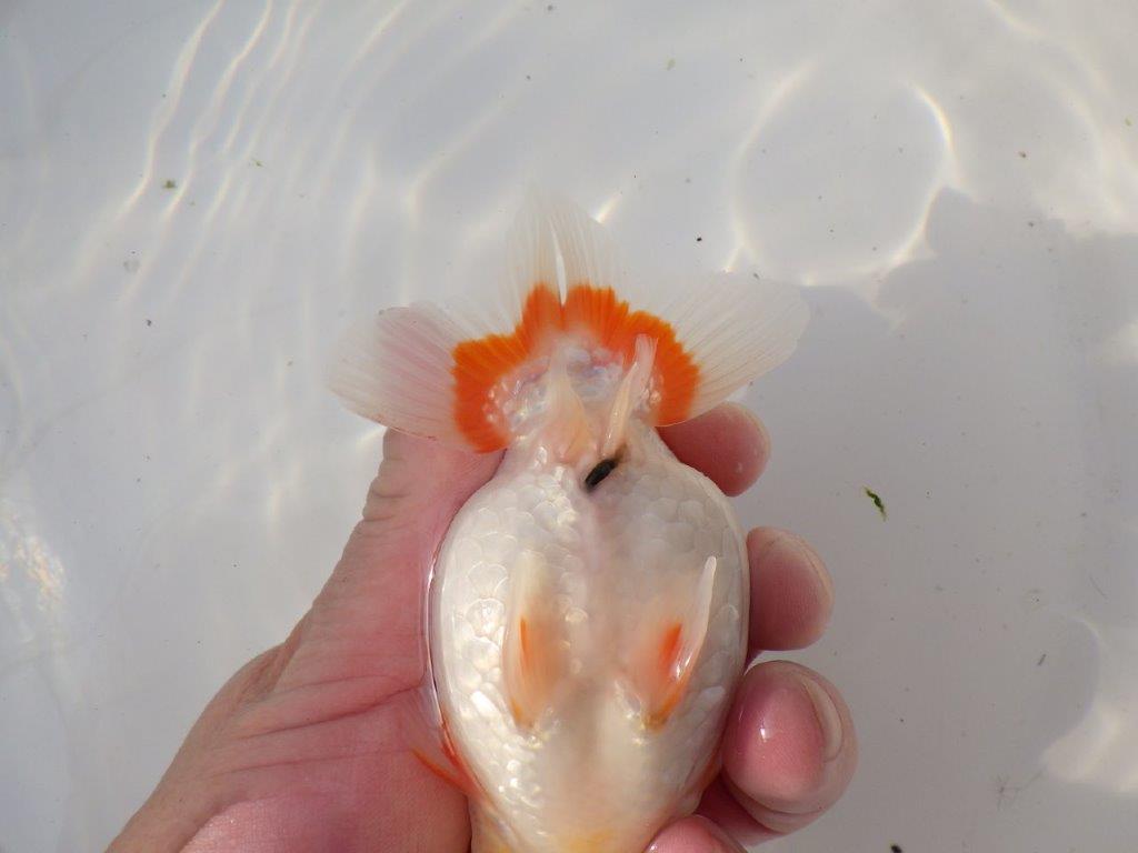 【全国トップブリーダー山田芳人氏】ご鑑賞お勧め!!明け二歳らんちゅう 約12㎝